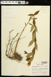 Amsonia tabernaemontana image