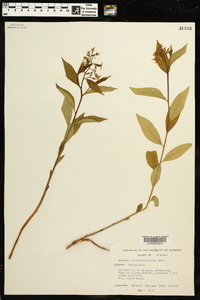 Amsonia tabernaemontana image