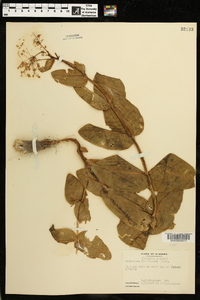 Asclepias humistrata image