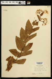 Asclepias humistrata image