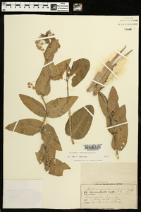 Asclepias humistrata image