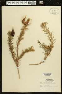 Asclepias linaria image