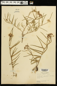 Asclepias michauxii image