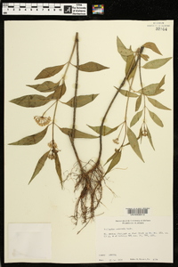 Asclepias perennis image