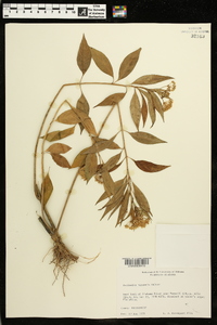 Asclepias perennis image