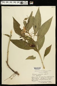 Asclepias perennis image