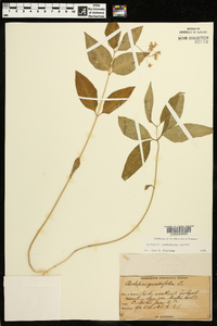 Asclepias quadrifolia image