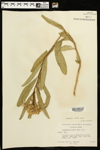 Asclepiodora viridis image