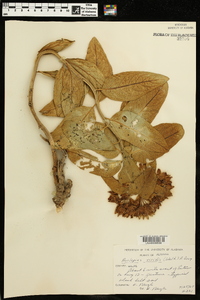 Asclepias viridis image