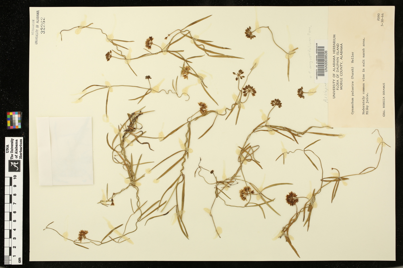 Cynanchum palustre image
