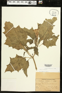 Datura stramonium image