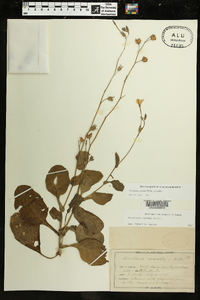 Nicotiana repanda image