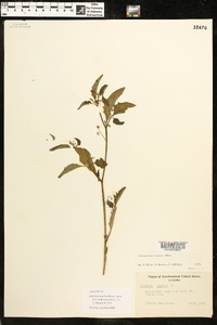 Solanum ptychanthum image