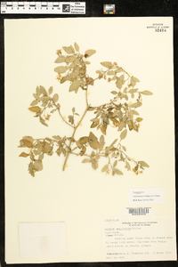 Solanum pseudogracile image