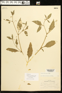 Solanum ptychanthum image