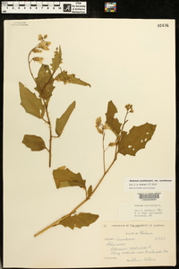 Solanum carolinense var. carolinense image