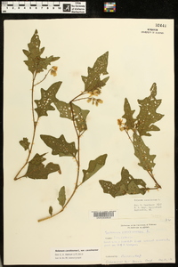 Solanum carolinense var. carolinense image