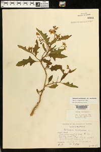 Solanum carolinense var. carolinense image