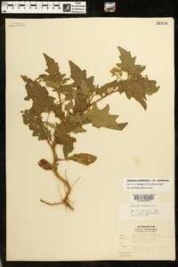 Solanum carolinense var. carolinense image