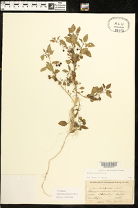Solanum pseudogracile image
