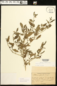 Solanum pseudogracile image