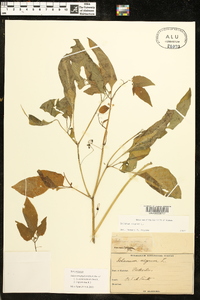 Solanum ptychanthum image