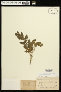 Solanum sisymbriifolium image