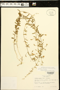 Stylisma patens subsp. angustifolia image