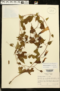 Ipomoea pandurata image