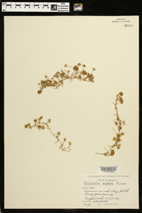 Dichondra micrantha image