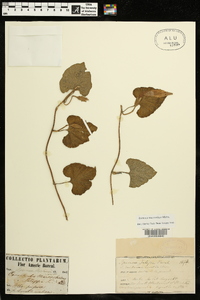 Ipomoea macrorhiza image