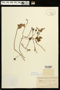 Ipomoea lacunosa image