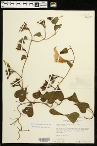 Ipomoea pandurata image