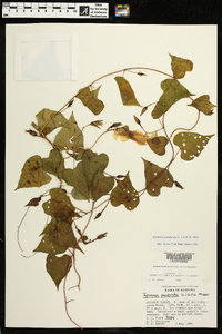 Ipomoea pandurata image