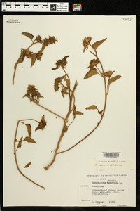 Jacquemontia tamnifolia image