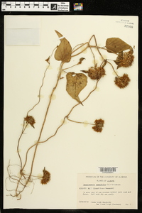 Jacquemontia tamnifolia image
