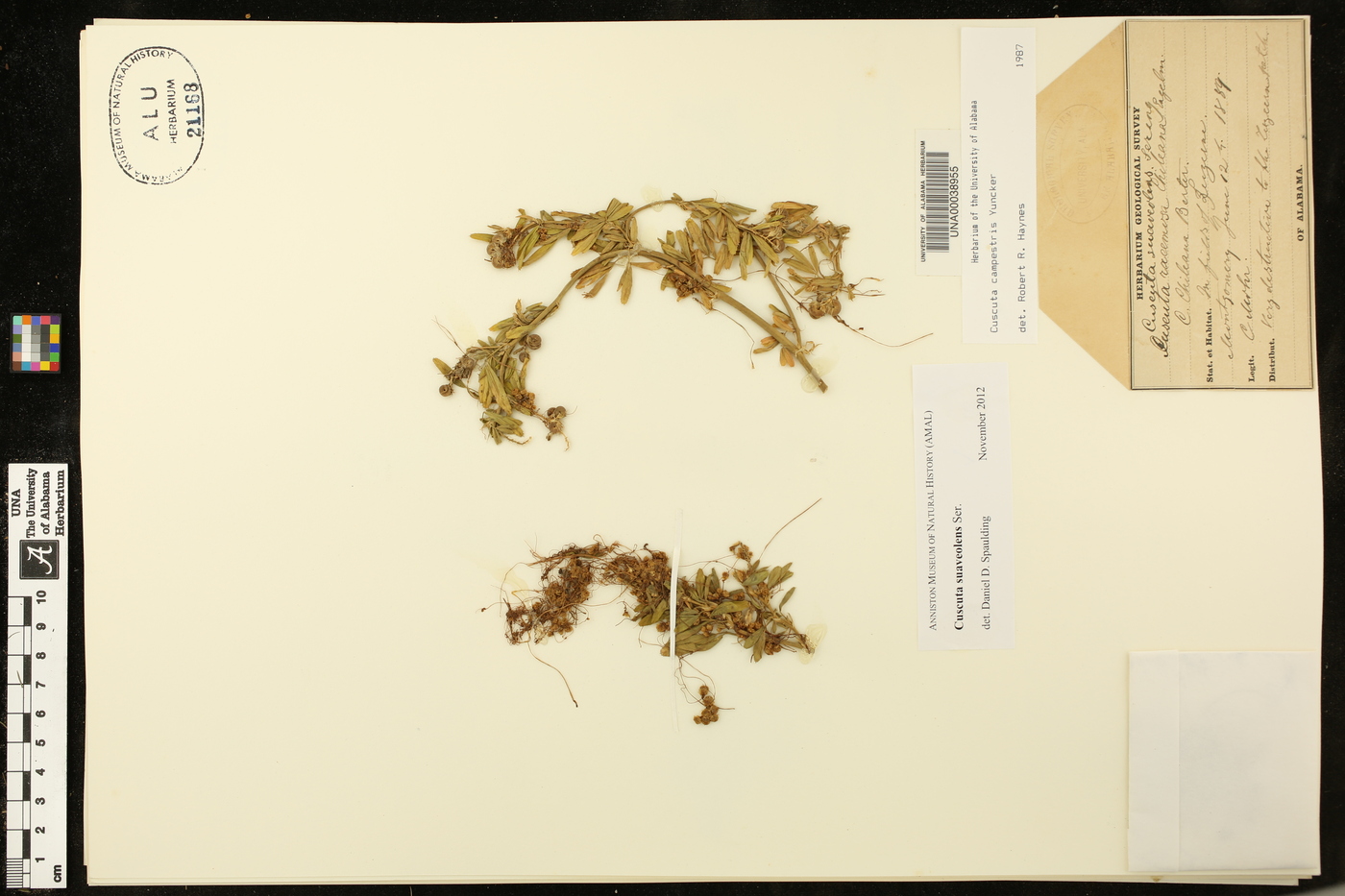 Cuscuta suaveolens image