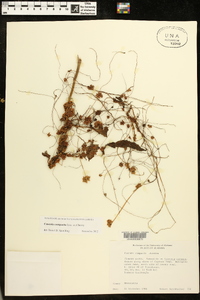 Cuscuta compacta image