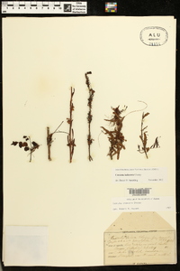 Cuscuta indecora image