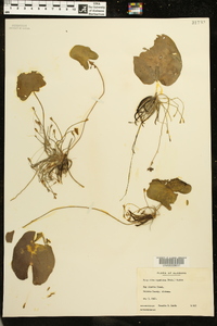 Nymphoides aquatica image