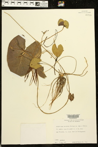 Nymphoides aquatica image