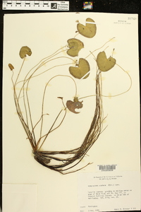 Nymphoides cordata image