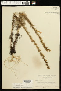 Ipomopsis rubra image