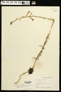Ipomopsis rubra image