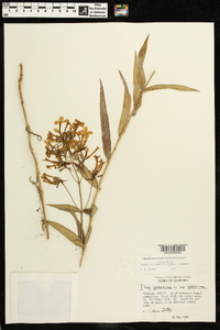 Phlox glaberrima subsp. glaberrima image