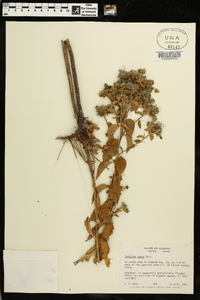 Hydrolea ovata image