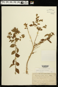 Hydrolea ovata image