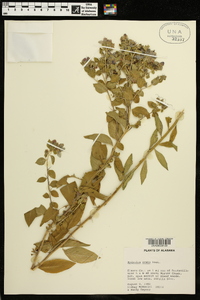 Hydrolea ovata image