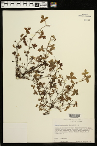 Nemophila microcalyx image