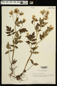 Phacelia bipinnatifida image